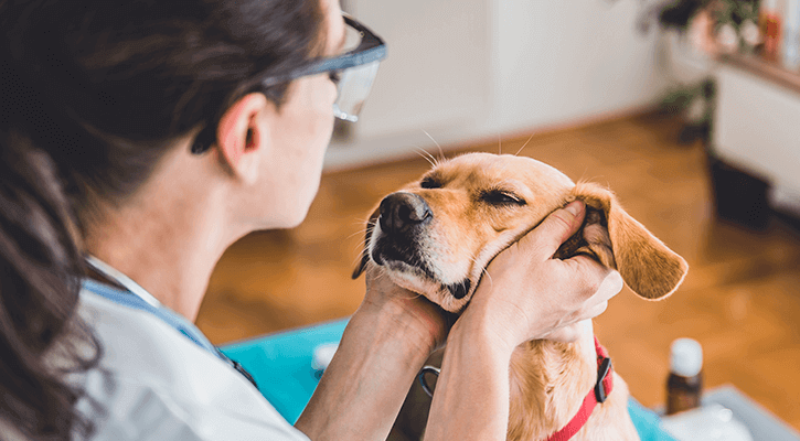 pet wellness exams in canton