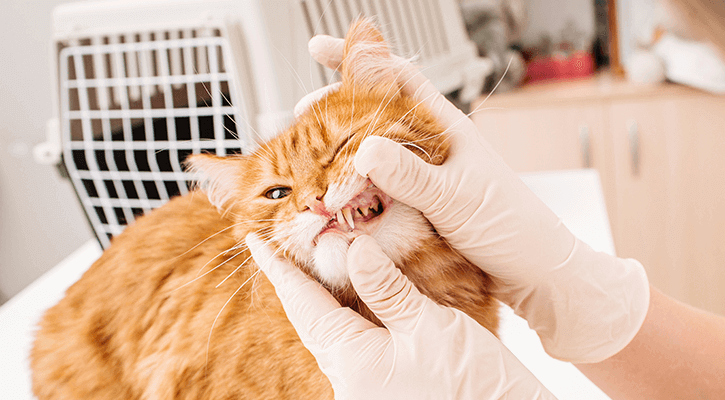 dental services for pets in canton