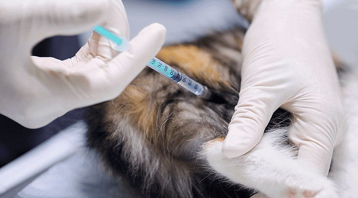 pet vaccine clinics in canton