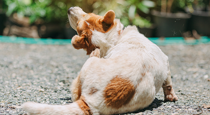 parasite prevention for pets in canton parasite prevention for pets in canton